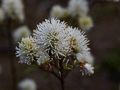 Fothergilla gardenii Zundert IMG_9331 Fotergilla Gardena